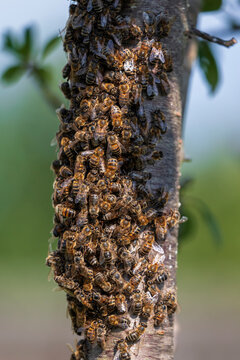 a swarm of bees surrounded a tree in a country garden