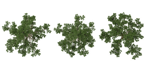 Fototapeta premium Collection of Taxodium plants isolated on white background from the top view
