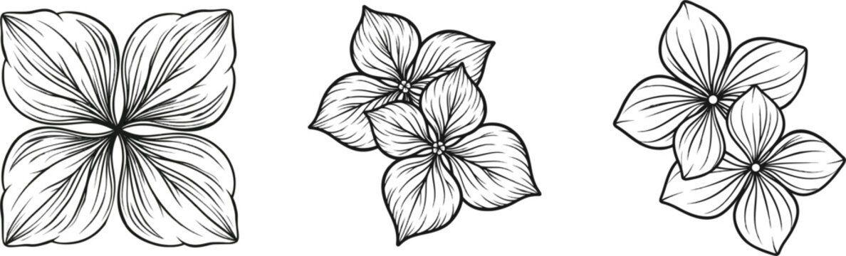 A striking black-and-white illustration of two hydrangea florets forms a bold, continuous design against a white background