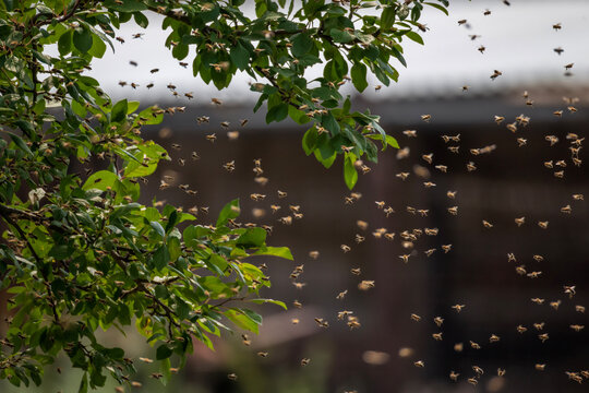 numerous swarm of dangerous insects bees flying flying to the trunk of a tree in the garden