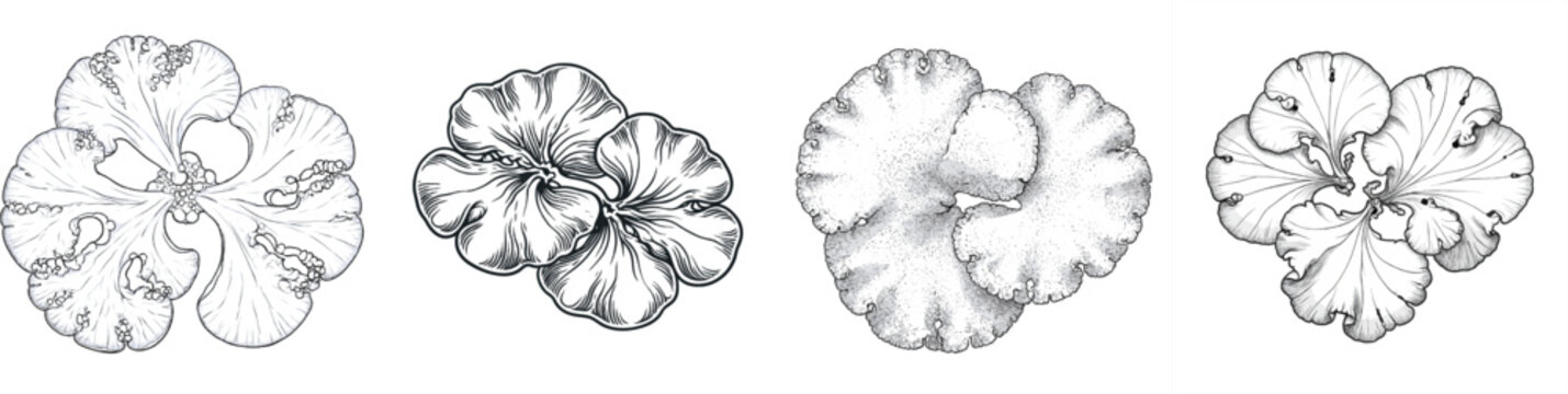 A vintage herbarium sketch depicts two saucer-like rock tripe lichens grouped in the center with overlapping umbrella-shaped thalli against a white background