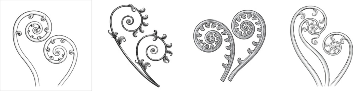 A vintage herbarium sketch features two coiled fiddlehead fern croziers with detailed unfurling spiral fronds, rendered in a monochrome black-and-white palette against a white background without
