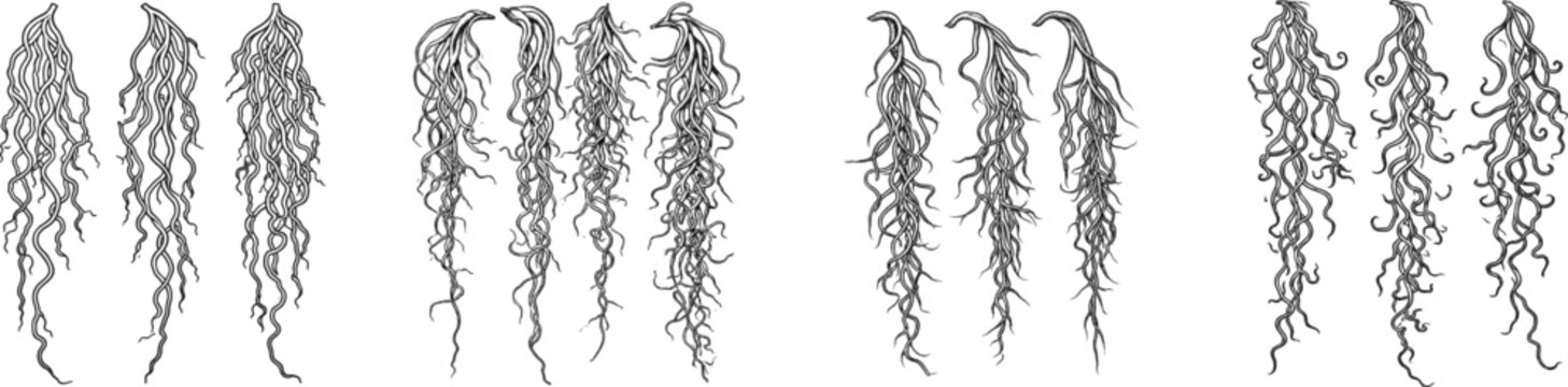 Spanish moss forms three distinct strands in a vintage herbarium sketch, each with intricate, curling tendrils hanging vertically against a white background