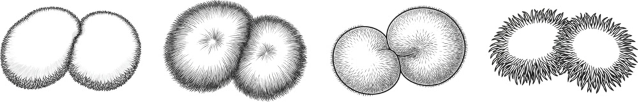 A vintage herbarium sketch features two rounded cushion moss domes pressed together with intricate details on their microscopic leafy edges against a monochrome black-and-white background