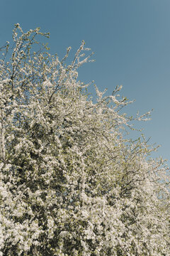 View of a blooming tree with white flowers against a clear blue sky in Vormsi, Laane County, Estonia.