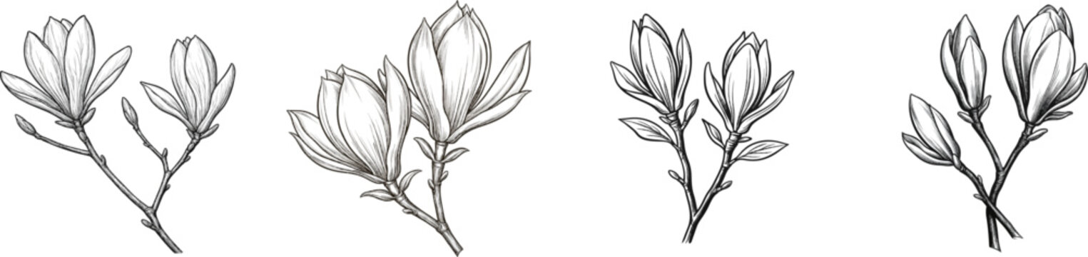 A vintage herbarium sketch of two magnolia twigs in tight grouping showcases large, silky terminal leaf buds against a white background with crisp botanical line work