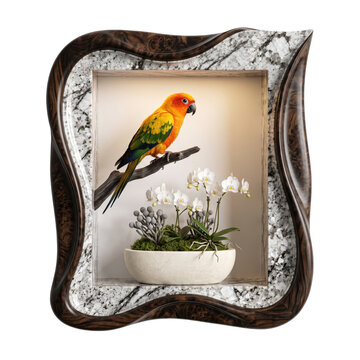 Sun conure parrot sitting on a branch inside a decorative carved wooden picture frame with orchids isolated on transparent background