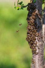  swarm of bees flew away and covered a tree in the garden © nataba