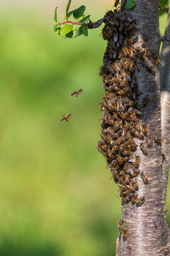  swarm of bees flew away and covered a tree in the garden