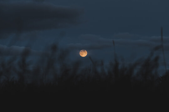 View of the full moon glowing in the dark night sky above silhouetted grass in Merikula, Harju maakond, Estonia.