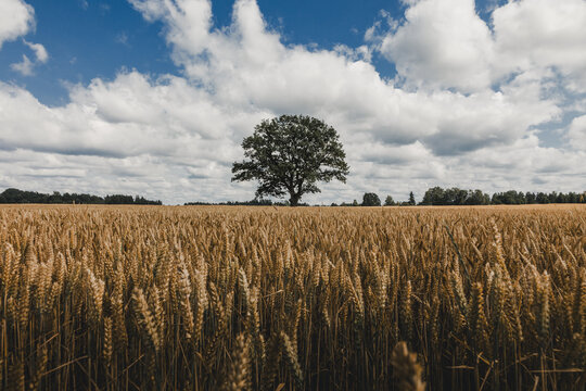 View of a solitary oak tree standing in a golden wheat field under a blue sky with fluffy white clouds in Hino, Voru maakond, Estonia.