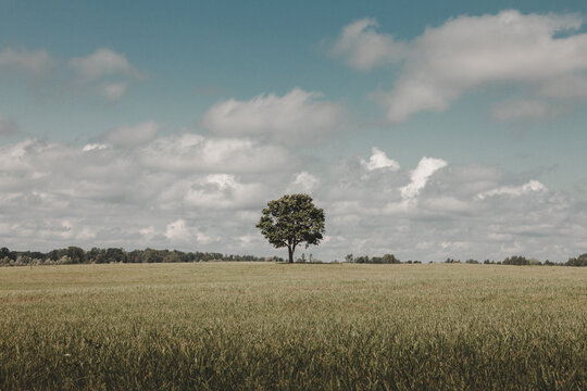View of a solitary tree standing in a vast green field under a cloudy sky in Litene, Gulbene Municipality, Latvia.