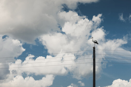 View of a white stork perched on a utility pole against a bright blue sky with fluffy white clouds in Rezekne, Latvia.