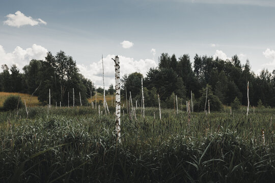 View of a marshy landscape with dead birch trees standing among green reeds, with a dense forest in the background under a cloudy sky in Rezekne, Latvia.