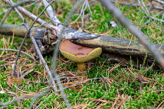 Brown bay bolete mushroom on autumn forest ground with moss needles and branch