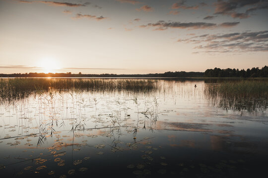 Zosna, Rezekne Municipality, Latvia - 15 July 2024: View of Lake Zosna at sunset with reeds, lily pads, and calm water reflecting the soft evening light.