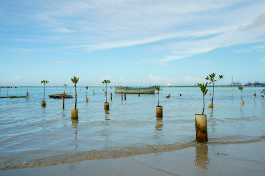View of young mangrove saplings planted in the shallow turquoise water of the beach with a small boat in the distance at Boca Chica, Santo Domingo Provinc, Dominican Republic.