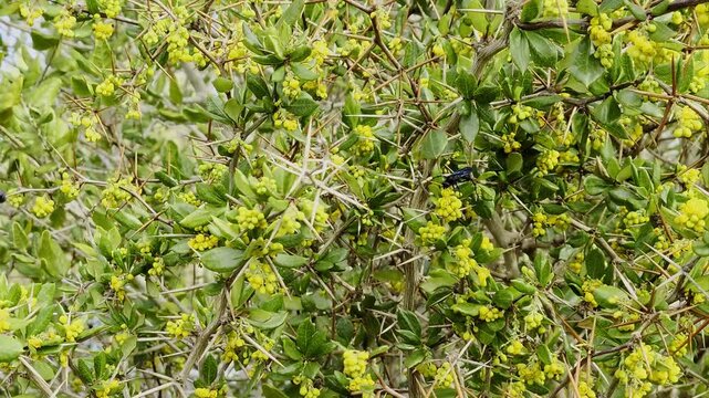 Cosila chilensis Wasp Resting on Native Calafate or Michay Berberis Branch with yellow flowers (chilean native flora and fauna)