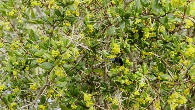 Cosila chilensis Wasp Pollinating Yellow Flowers of Calafate or Michay (Berberis) Shrub in Native Chilean Habitat