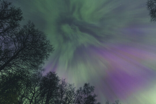View of vibrant green and purple aurora borealis illuminating the night sky above silhouetted trees in Merikula, Harju maakond, Estonia.