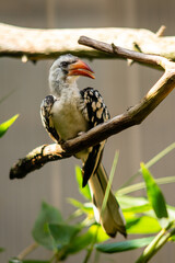 Hornbill on Tree © Maik Wagner