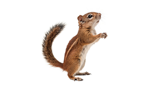 Cute small squirrel sitting standing on hind legs wildlife forest animal isolated on transparent background cut out