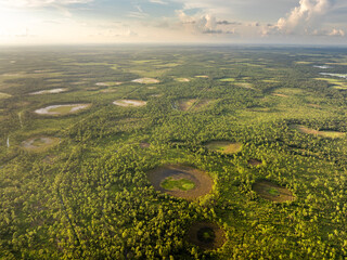 Fototapeta premium Florida wetlands with water between green wild vegetation. Tropical ecosystem at sunset
