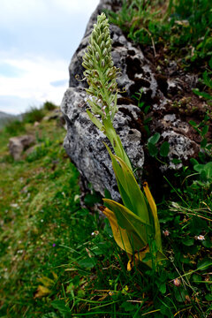 Bocks-Riemenzunge // Lizard orchid (Himantoglossum hircinum) - Berge n&ouml;rdlich von Leon, Spanien