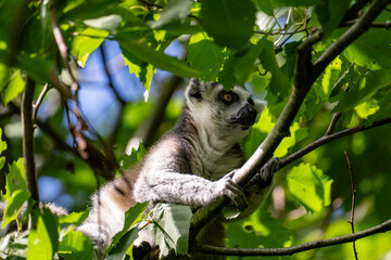 Fototapeta premium Ring-tailed lemur resting in a leafy tree under blue sky