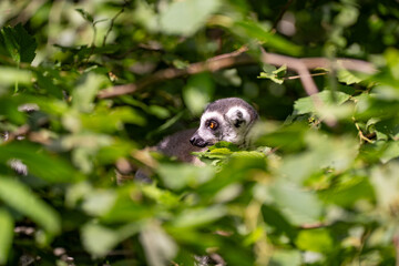 Fototapeta premium Ring-tailed lemur peeking out from dense green foliage