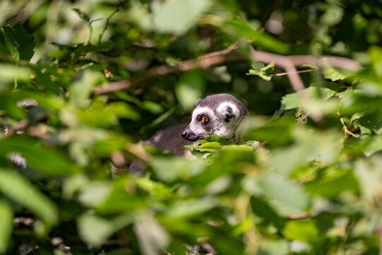 Ring-tailed lemur peeking out from dense green foliage