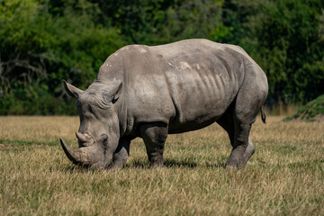 White rhinoceros grazing in profile on sunlit dry grassland © Piotr