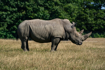 Naklejka premium White rhinoceros standing in profile on dry golden grassland