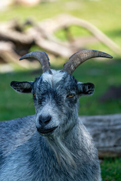 Grey pygmy goat with curved horns looking directly at the camera