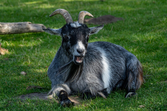 Grey pygmy goat with horns and beard bleating while lying on grass