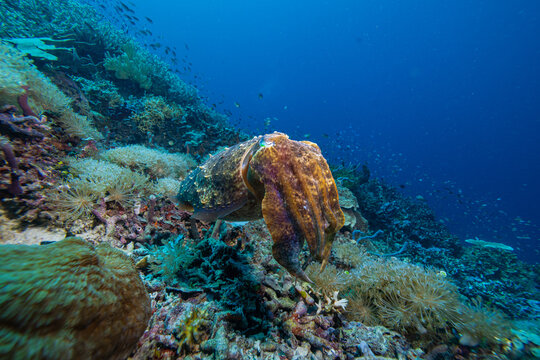 View of a cuttlefish swimming over a vibrant coral reef with diverse marine life in the clear blue waters of Raja Ampat, Southwest Papua, Indonesia.