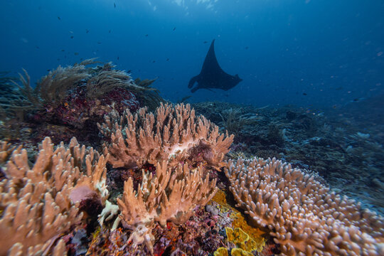 View of a graceful manta ray swimming over a vibrant coral reef with diverse marine life in the clear blue waters of Raja Ampat, Southwest Papua, Indonesia.
