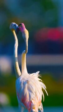 Flamingos love birds Sea Beach Oceans 