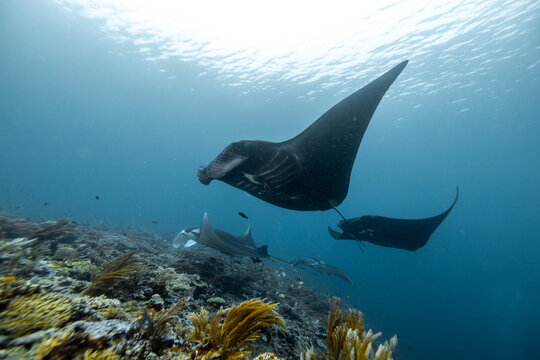 View of manta rays swimming over a vibrant coral reef in the clear blue waters of Raja Ampat, Southwest Papua, Indonesia.