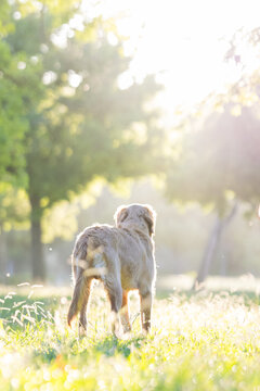 Dog walks through a sunny park with green trees in the background during late afternoon hours