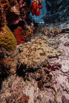 View of a wobbegong shark resting on a vibrant coral reef with colorful sponges and marine life in Raja Ampat, Southwest Papua, Indonesia.