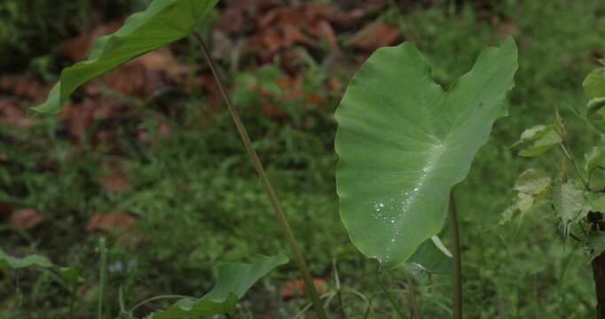 Close up of large green taro leaf growing in garden