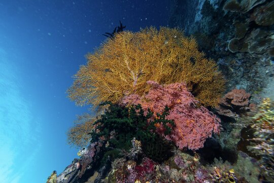 View of vibrant yellow, pink, and green sea fans on a coral reef in the clear blue waters of Raja Ampat, Southwest Papua, Indonesia.