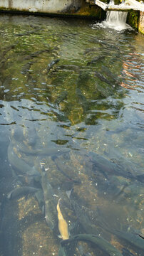 A raw, close-up stock photo of a concrete trout farm raceway. The turbid water, rich in natural sediment, reveals a dense school of active fish, with a single unique golden-colored trout standing out.