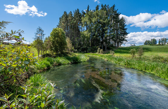 Waihou River, Te Waihou Walkway, Blue Spring, Putaruru, Waikato, Neuseeland, Pinus radiata, Cyathea dealbata, Kristallklarer Fluss mit Unterwasserpflanzen