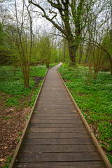 Obraz premium Wooden boardwalk leading through spring forest with wild anemones.