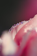 Fototapeta premium Soft garden tulip Tulipa gesneriana petal rim with dewdrops.