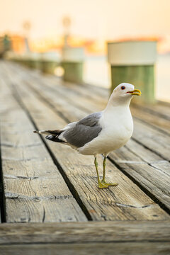 Common gull Larus canus calling on wooden boardwalk beside calm water.