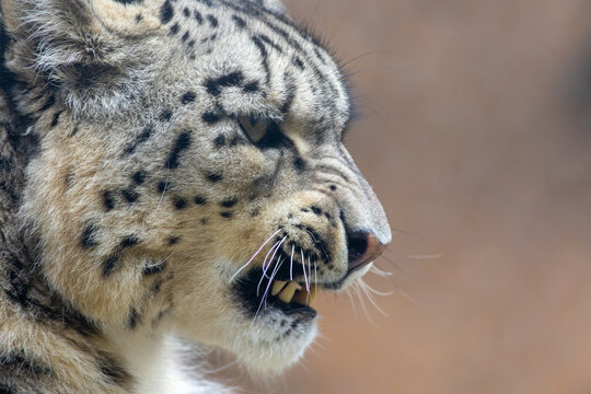 View of a snow leopard with spotted fur and bared teeth in a close-up profile shot in Kashgar Prefecture, Xinjiang, China.