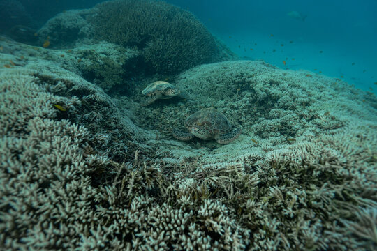 View of two sea turtles sleeping on top of bleached coral reefs of Heron Island in Gladstone, Queensland, Australia.